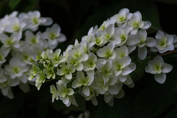 white flowers in the garden