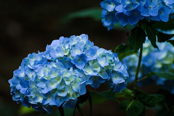 blue hydrangea flower