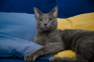 Kot rosyjski niebieski wspiera Ukrainę. Kot leżący na żółto niebieskich poduszkach. - obrazy, fototapety, plakaty
