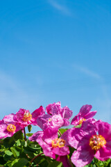 pink peonies over blue sky