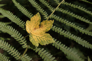 Yellow leaf on fern