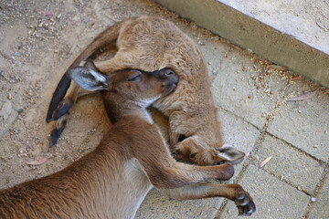 Grey Kangaroo joey juvenile cuddling playing sleeping together on the ground in Australia