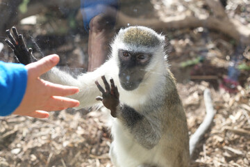 Vervet monkey juvenile playing with kids hand through the window in the zoo, staring outside