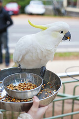 White cockatoo parrot eating on the feeding plate, sulphur-crested cockatoo, people feeding birds...