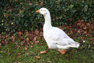 White duck walking on the leaf grass in bush, American Pekin side view
