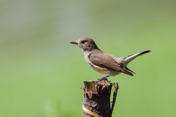 The taiga flycatcher or red-throated flycatcher is a migratory bird in the family Muscicapidae. 