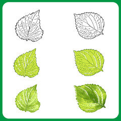 手描きの大葉イラストセット