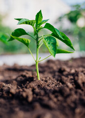 Young pepper in the garden. Bulgarian pepper bushes. Growing vegetables in rural areas. Care and treatment of plants. Future harvest.