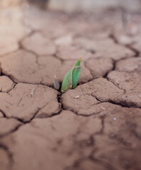 The concept of environmental restoration.The growth of seedlings on cracked soil in the dry season. Global warming, causes climate change, water scarcity.