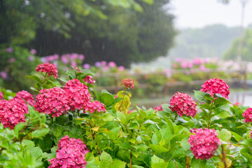 Obraz premium 雨の日の紫陽花