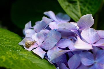 雨の日の紫陽花とかたつむり