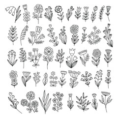 Collection of vector plants in doodle style. Cute flowers, herbs and branches in doodle style. Linear drawing of plants.