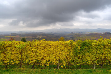 Fototapeta na wymiar Autumnal landscape of vines and hills in Langhe in rainy day, Piedmont region, Northern Italy
