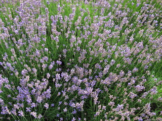 Almost faded lavender in a flower bed