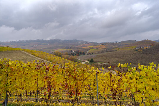 Autumnal landscape of vines and hills in Langhe, Italy