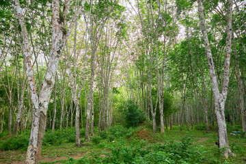 Rubber trees in the forest