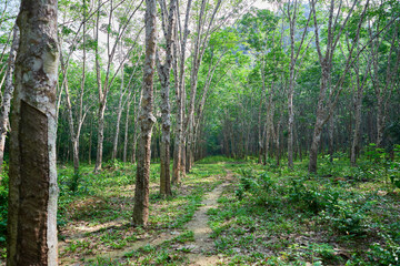 Rubber trees in the forest
