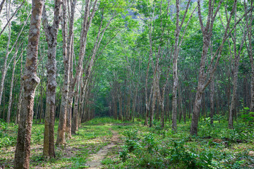 Rubber trees in the forest