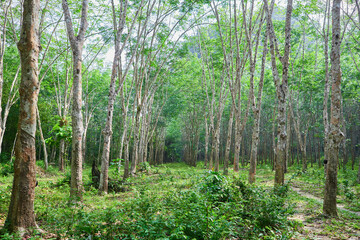 Rubber trees in the forest