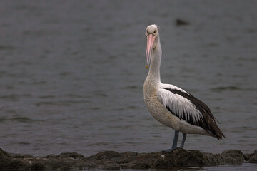 Pelican at Wamberal Lagoon