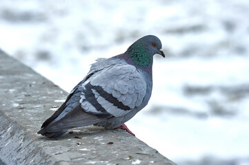 Pigeon on a stone on a blurry background