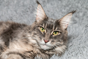Portrait of a young charming Maine Coon cat with tassels on her ears. Close-up. Beautiful long-haired Maine Coon cat.
