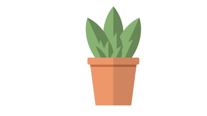 Succulent In terracotta pot