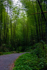 national forest, fresh, green, bamboo forest, bamboo