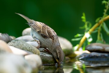 Young tree sparrow drinks water from a bird at a watering hole. Reflection on the water. Moravia. Europe. 