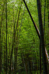 Plakat national forest, fresh, green, bamboo forest, bamboo