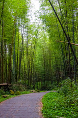 national forest, fresh, green, bamboo forest, bamboo