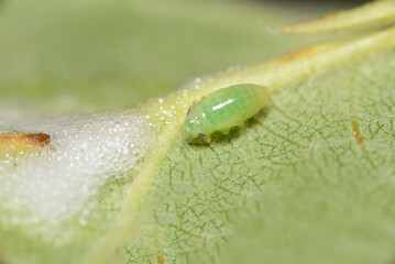 A Spittlebug nymph (Froghopper nymph) with self made foam bubble protection.