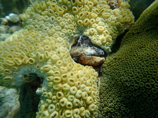 Encrusting colonial anemone (Palythoa caribaeorum), American thorny oyster (Spondylus americanus) and Mountainous star coral (Orbicella faveolata) undersea, Caribbean Sea, Cuba