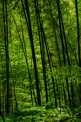 Fototapeta premium national forest, fresh, green, bamboo forest, bamboo