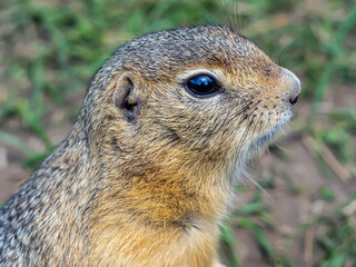 Profile portrait of a gopher on the lawn. Close-up.