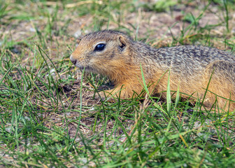 Profile portrait of a gopher on the lawn near its hole. Close-up.