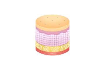 Normal Human Skin layers Isometric Cylinder with Muscle