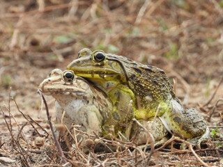 Frog mating in water .