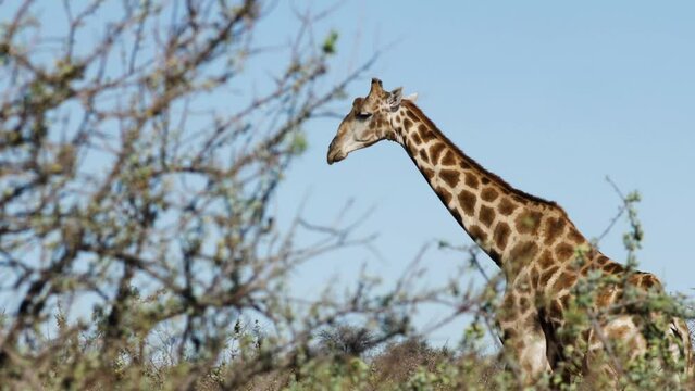 A giraffe roams the savannah of Namibia. You can see bare African trees around it. Rothschild's giraffes (Giraffa camelopardalis rothschildi) in the Kalahari desert.