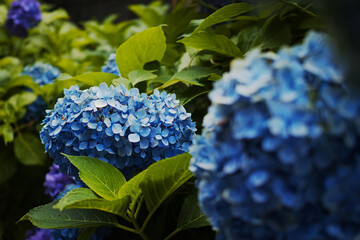 曇天に咲くアジサイ