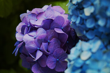 曇天に咲くアジサイ