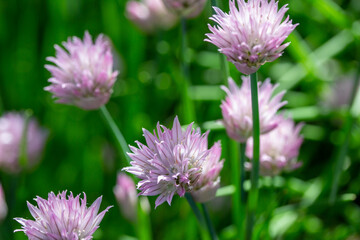 Macro texture view of chives flowers (allium schoenoprasum) in full bloom in a sunny garden with defocused background