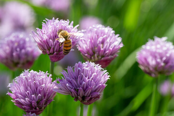 Macro texture view of a honey bee feeding on chives flowers (allium schoenoprasum) in full bloom in a sunny garden with defocused background - obrazy, fototapety, plakaty