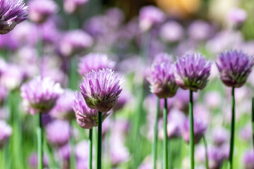 Macro texture view of chives flowers (allium schoenoprasum) in full bloom in a sunny garden with defocused background