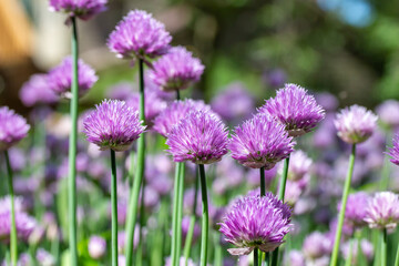 Macro texture view of chives flowers (allium schoenoprasum) in full bloom in a sunny garden with defocused background