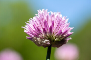 Macro texture view of a single chives flower (allium schoenoprasum) in full bloom in an herb garden...