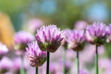 Macro texture view of chives flowers (allium schoenoprasum) in full bloom in a sunny garden with defocused background