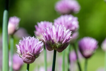 Macro texture view of chives flowers (allium schoenoprasum) in full bloom in a sunny garden with defocused background