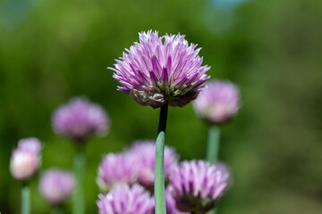 Macro texture view of a single chives flower (allium schoenoprasum) in full bloom in an herb garden with defocused background