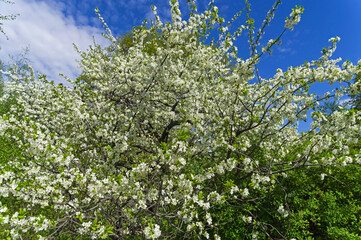 Blooming cherry tree.